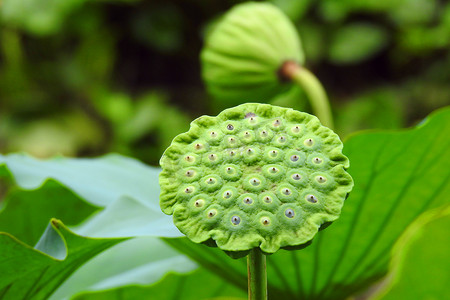 踏青赏花春游记摄影照片_西湖夏天夏至莲藕莲蓬荷花池特写摄影图摄影图配图