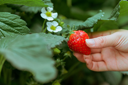 小清新美食摄影照片_草莓采摘白天摘草莓的手草莓园摘草莓摄影图配图