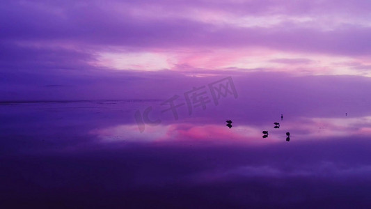 唯美紫色天鹅湖黄昏实拍
