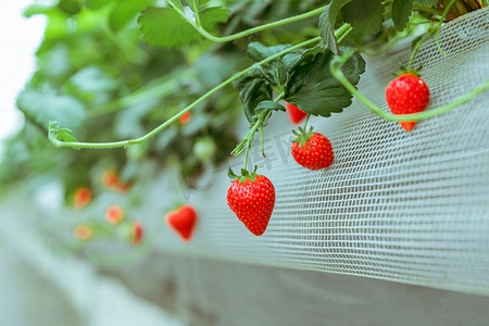 草莓采摘园白天草莓特写户外无摄影图配图