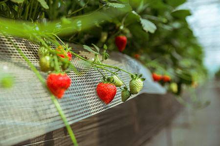 草莓采摘白天草莓特写户外草莓特写摄影图配图