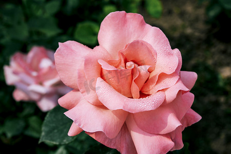 植物园花圃粉色夏季月季花摄影图配图