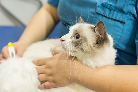 宠物医院看病抱着布偶猫医生摄影图配图