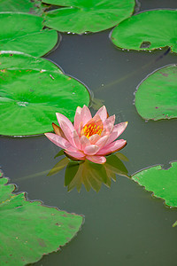 一朵睡莲摄影照片_夏季池塘一朵美丽的睡莲摄影图配图