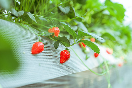 草莓采摘夏天草莓特写草莓园无摄影图配图