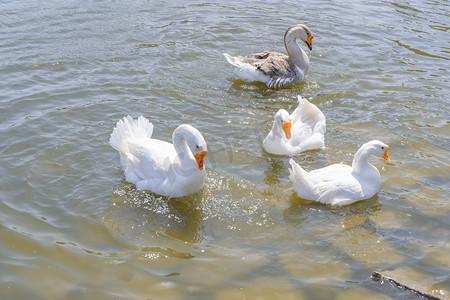爱护动物摄影照片_夏季一群在湖水里浮水的白鹅摄影图配图