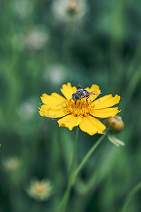 一只停留在花头的蜜蜂在采花蜜摄影图配图