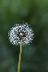 蒲公英摄影照片_植物白天蒲公英室外特写摄影图配图