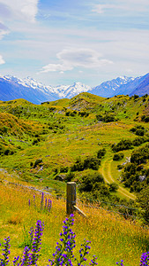 最美雪山下午草原新西兰风景画摄影图配图