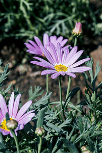 绿化观赏花圃粉色小菊花摄影图配图