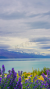相约新西兰摄影照片_新西兰风景画下午花户外风景摄影图配图