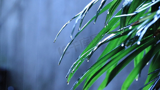 春天雨水摄影照片_春街小雨润如酥