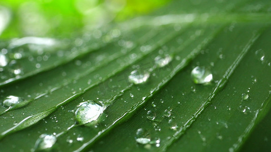绿色露珠摄影照片_绿色树叶水珠雨露唯美
