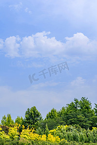双11清新海报摄影照片_清新自然风景蓝天白云绿植摄影图配图