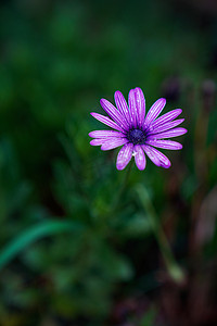 小花清新摄影照片_雨中下午紫色小花花园摄影摄影图配图