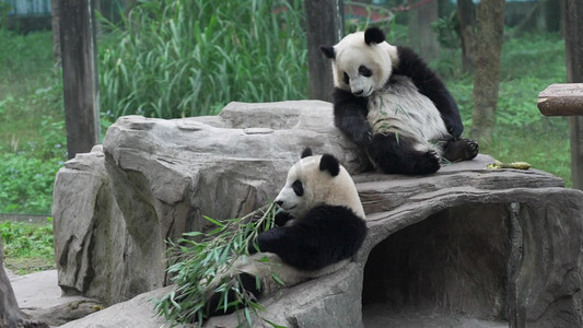 熊猫卡通表情包摄影照片_熊猫睡觉吃竹子