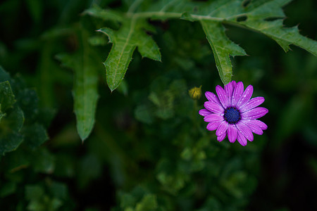 雨中下午紫色小花室外花园摄影摄影图配图
