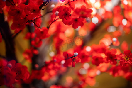 红色景观花卉植物摄影图