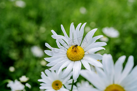 小清新绿叶花朵摄影照片_公园花卉植物清新白晶菊摄影图配图