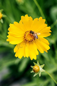 昆虫绿叶摄影照片_花圃黄色金鸡菊昆虫采花蜜摄影图配图