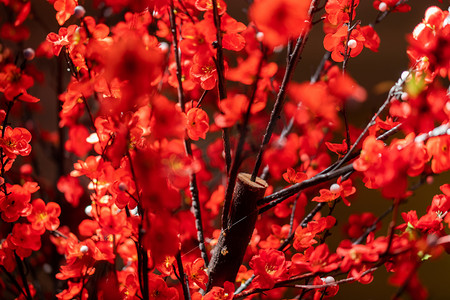 红色花卉植物摄影图