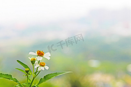 一朵开放野花摄影图