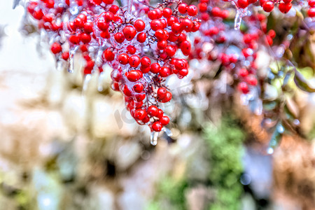 赏菊霜降摄影照片_红色种子冰凌摄影图