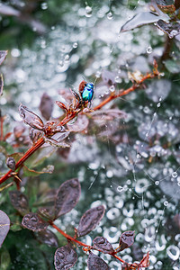 夏天雨后植物上的水珠与昆虫摄影图配图
