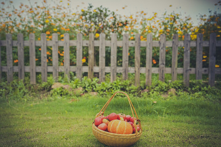 夏天下午蔬菜果篮花园摄影摄影图配图