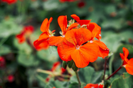 夏季绿化花卉植物红花摄影图配图