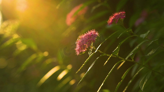 唯美夏天阳光透过粉色鲜花植物光影意境