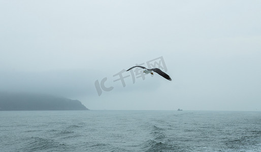 海面天空摄影照片_海面上的海鸥下午海鸥海洋无摄影图配图