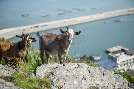 岛上的羊下午羊海岛无摄影图配图