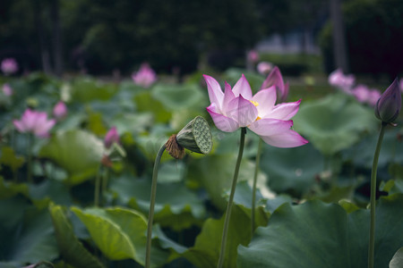 藕摄影照片_盛夏荷花早上荷花荷塘无摄影图配图