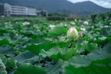 白色荷花下午荷花农村无摄影图配图