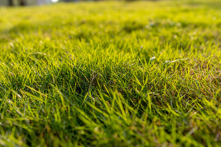 草地下午绿植草坪背景摄影图配图