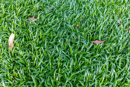 草地白天绿植背景草坪摄影图配图