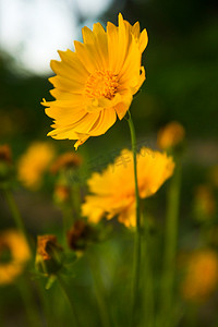 阳光下绽放的黄色雏菊花摄影文艺配图摄影图配图