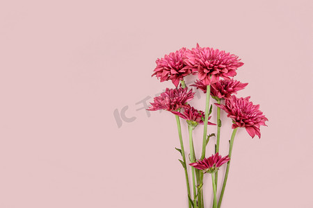 植物平铺白天雏菊粉色背景摆放摄影图配图