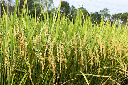 农田水稻丰收摄影图