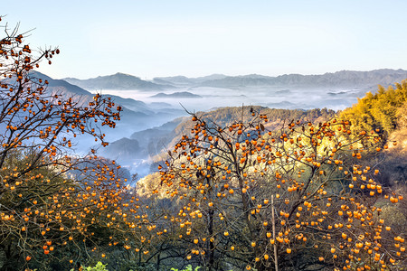 柿子布艺摄影照片_柿子云海和山峰摄影图