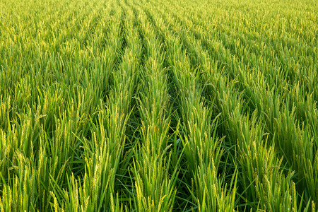 绿色稻田地摄影图