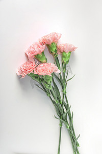 鲜花植物摄影照片_康乃馨摄影图
