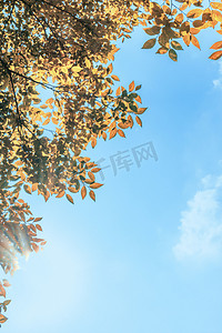 金秋蓝天金黄树叶摄影图
