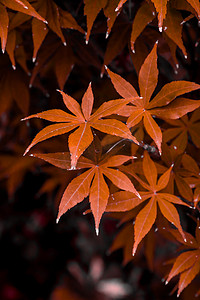 砂糖桔树叶花摄影照片_唯美秋天红色树叶摄影图