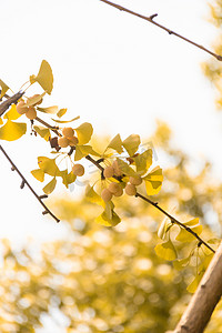 秋天银杏树叶结果特写摄影图