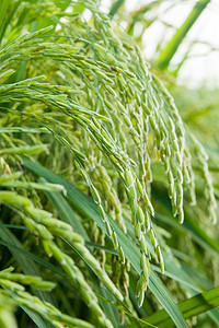 绿色水稻植物摄影图