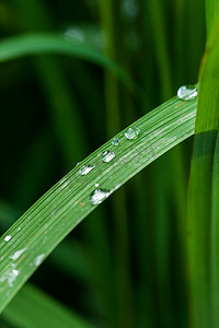 土培绿植摄影照片_竖版特写拍摄水滴绿植摄影图