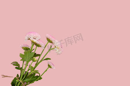 静物花朵白天小雏菊粉色背景摆放摄影图配图