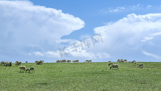 草原蓝天白云上午牧场夏季素材摄影图配图